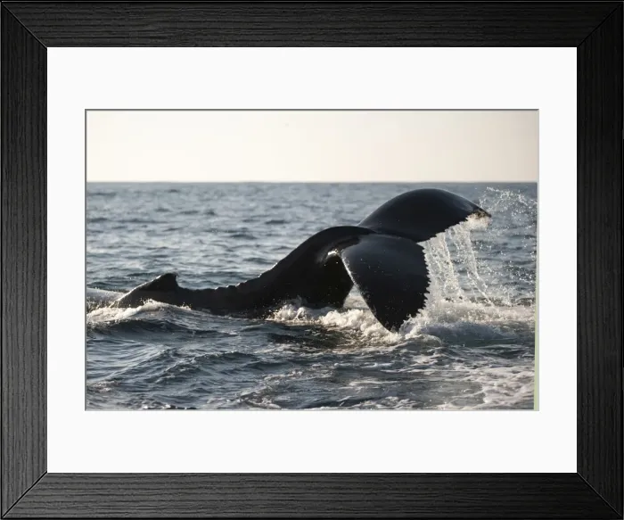 Framed Print : Picture No. 11675242 Framed Print : Picture No. 11675242