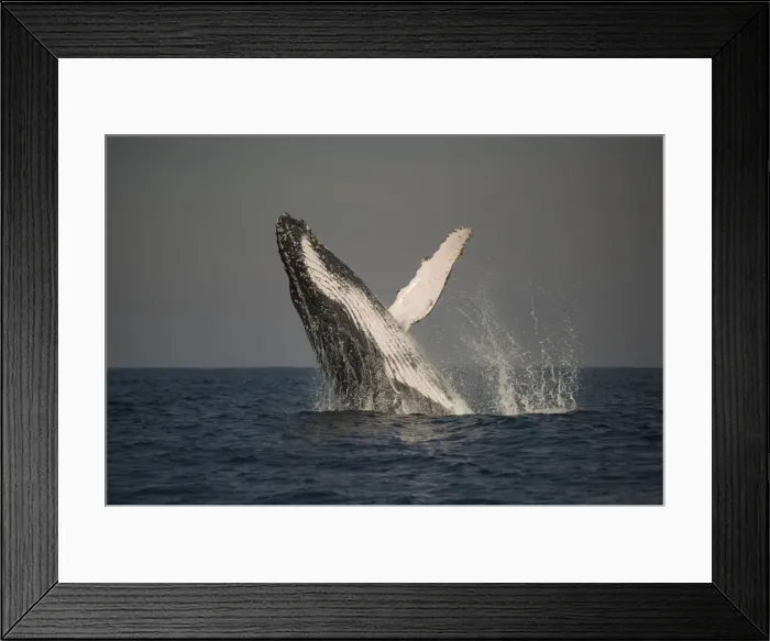 Framed Print : Picture No. 11675244 Framed Print : Picture No. 11675244