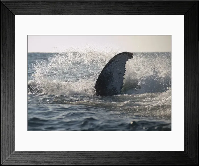 Framed Print : Picture No. 11675243 Framed Print : Picture No. 11675243