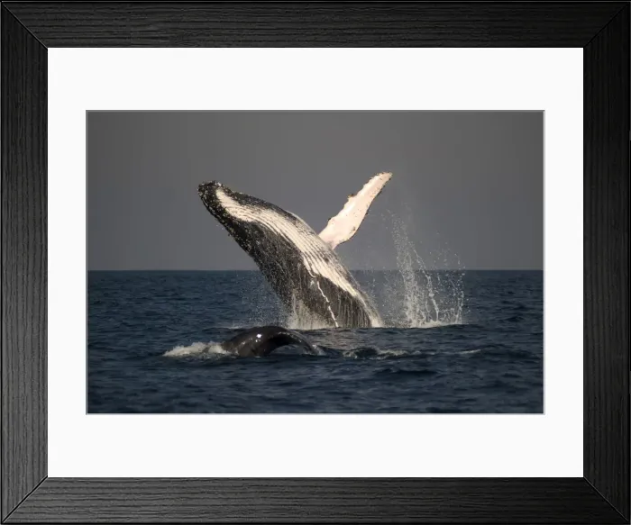 Framed Print : Picture No. 11675247 Framed Print : Picture No. 11675247