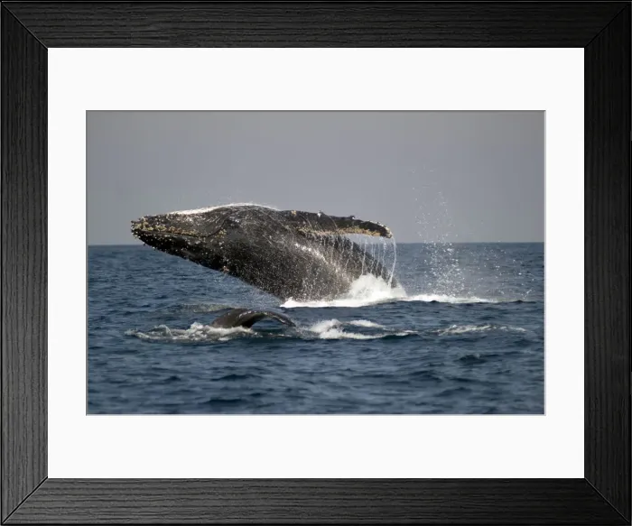 Framed Print : Picture No. 11675248 Framed Print : Picture No. 11675248
