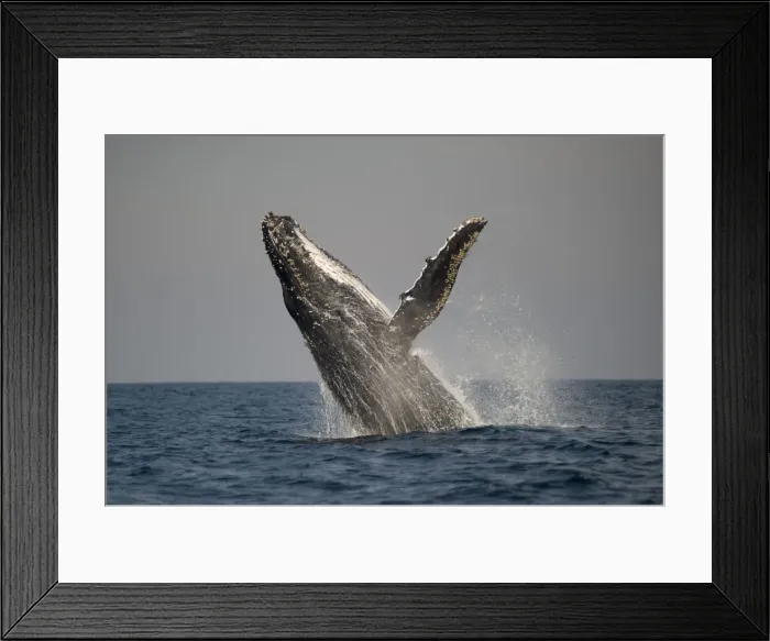 Framed Print : Picture No. 11675249 Framed Print : Picture No. 11675249