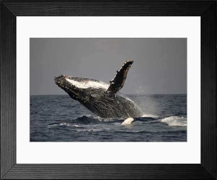 Framed Print : Picture No. 11675250 Framed Print : Picture No. 11675250