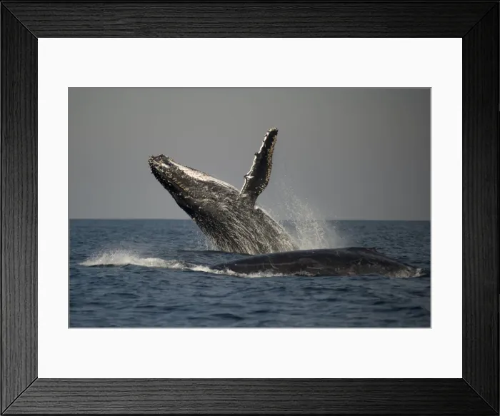 Framed Print : Picture No. 11675251 Framed Print : Picture No. 11675251