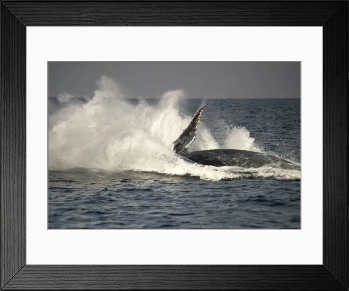Framed Print : Picture No. 11675252 Framed Print : Picture No. 11675252