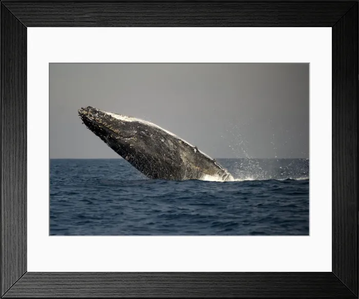 Framed Print : Picture No. 11675246 Framed Print : Picture No. 11675246