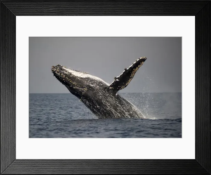 Framed Print : Picture No. 11675254 Framed Print : Picture No. 11675254