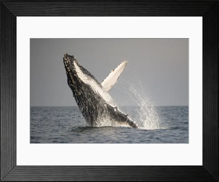 Framed Print : Picture No. 11675255 Framed Print : Picture No. 11675255