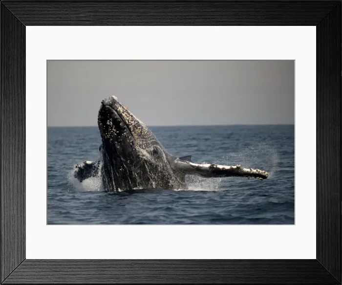 Framed Print : Picture No. 11675253 Framed Print : Picture No. 11675253