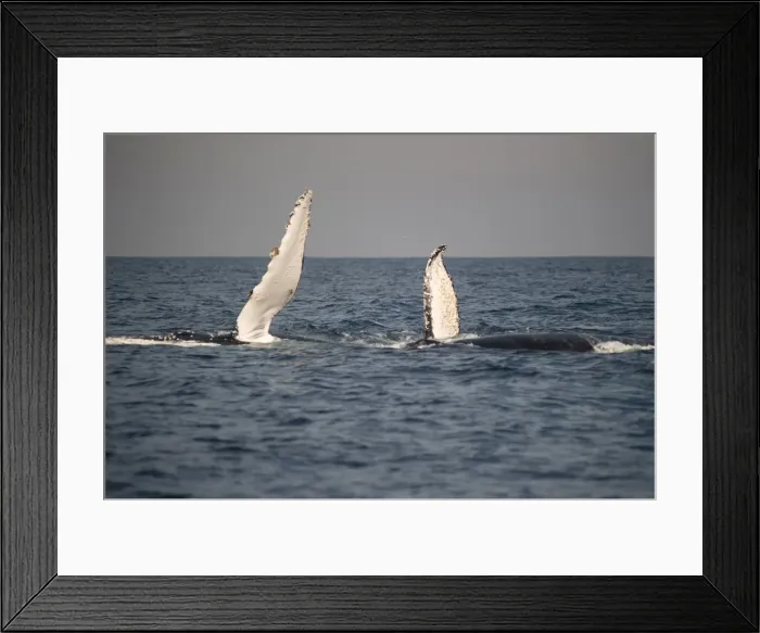 Framed Print : Picture No. 11675257
