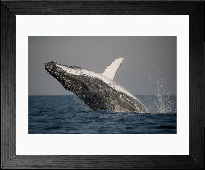 Framed Print : Picture No. 11675258 Framed Print : Picture No. 11675258