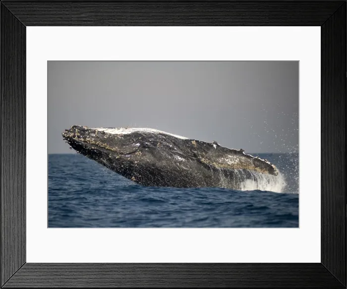 Framed Print : Picture No. 11675259 Framed Print : Picture No. 11675259