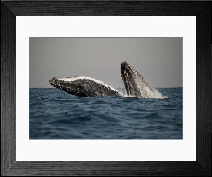 Framed Print : Picture No. 11675260 Framed Print : Picture No. 11675260