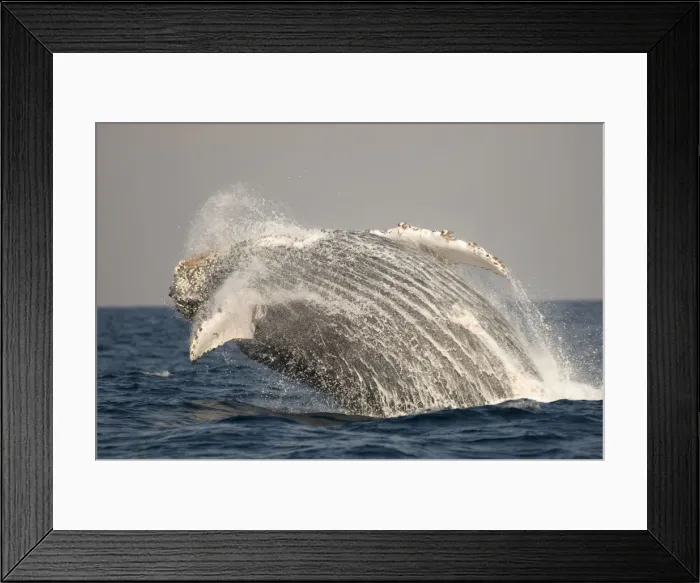 Framed Print : Picture No. 11675261 Framed Print : Picture No. 11675261