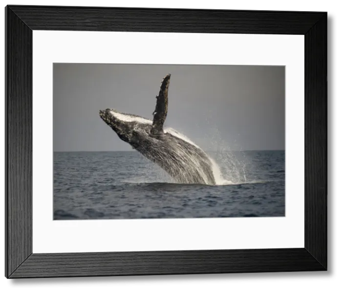 Framed Print : Picture No. 11675256 Framed Print : Picture No. 11675256