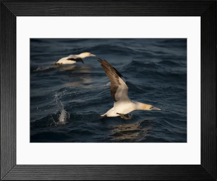 Framed Print : Picture No. 11675263 Framed Print : Picture No. 11675263