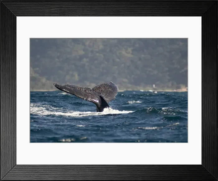Framed Print : Picture No. 11675264 Framed Print : Picture No. 11675264