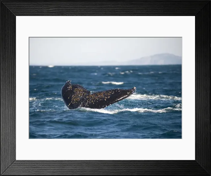 Framed Print : Picture No. 11675265 Framed Print : Picture No. 11675265