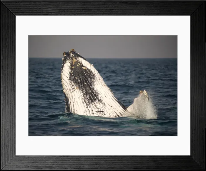 Framed Print : Picture No. 11675262 Framed Print : Picture No. 11675262
