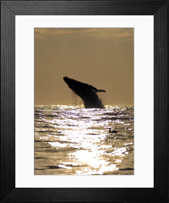 Framed Print : Picture No. 11675267 Framed Print : Picture No. 11675267