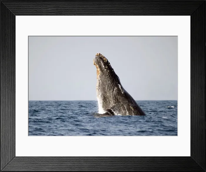 Framed Print : Picture No. 11675268 Framed Print : Picture No. 11675268