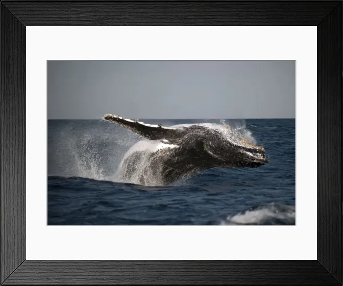 Framed Print : Picture No. 11675269 Framed Print : Picture No. 11675269
