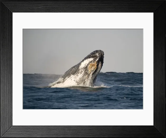 Framed Print : Picture No. 11675270 Framed Print : Picture No. 11675270