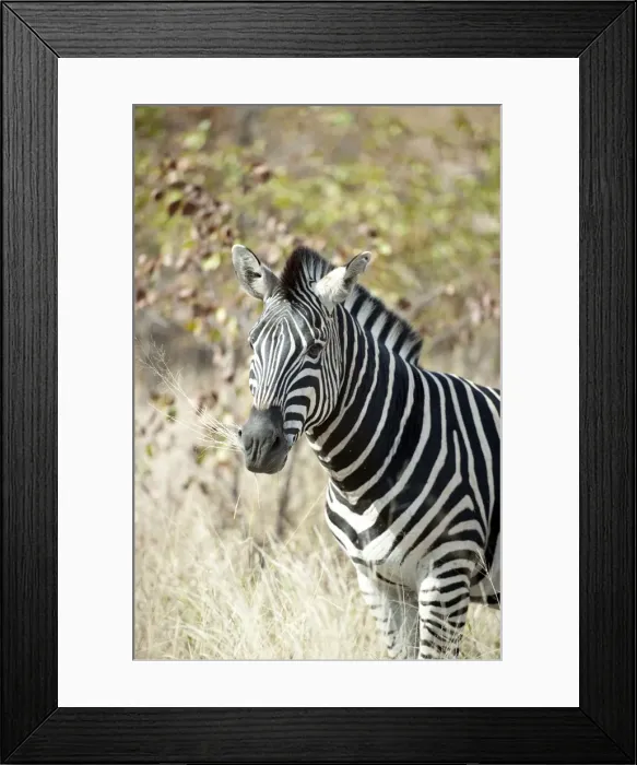 Framed Print : Picture No. 11675271 Framed Print : Picture No. 11675271