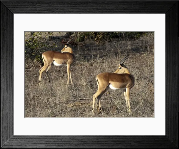 Framed Print : Picture No. 11675272 Framed Print : Picture No. 11675272