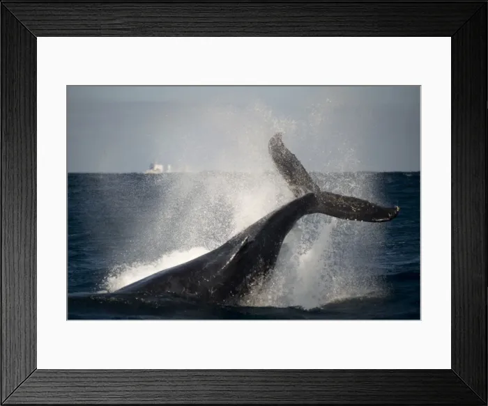 Framed Print : Picture No. 11675266 Framed Print : Picture No. 11675266