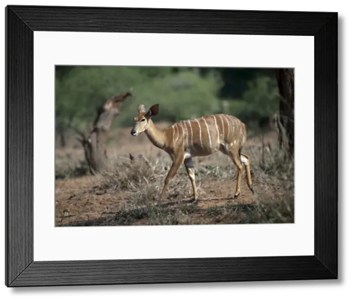 Framed Print : Picture No. 11675273 Framed Print : Picture No. 11675273