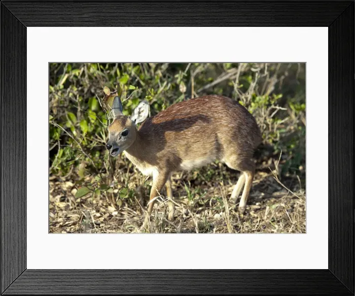 Framed Print : Picture No. 11675275 Framed Print : Picture No. 11675275
