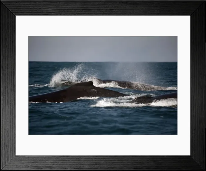 Framed Print : Picture No. 11675277 Framed Print : Picture No. 11675277