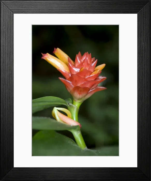 Framed Print : Picture No. 11675278 Framed Print : Picture No. 11675278