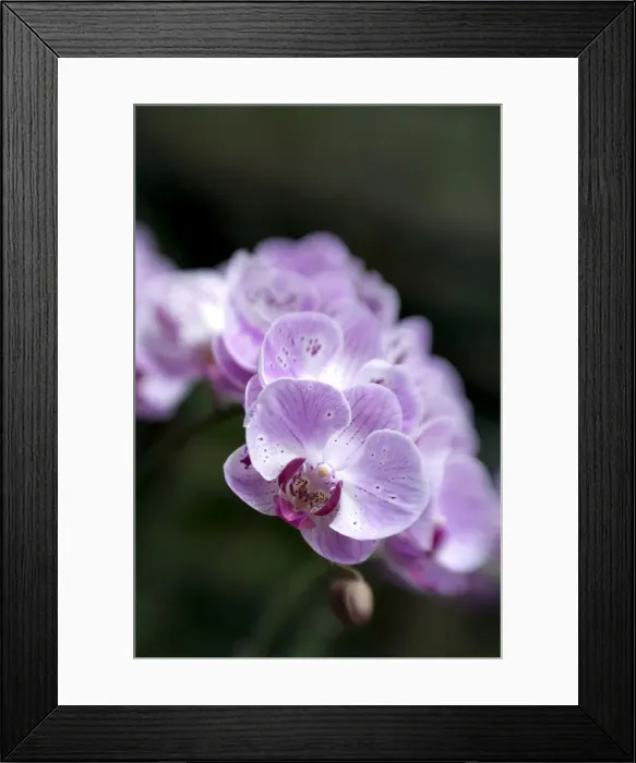 Framed Print : Picture No. 11675280 Framed Print : Picture No. 11675280