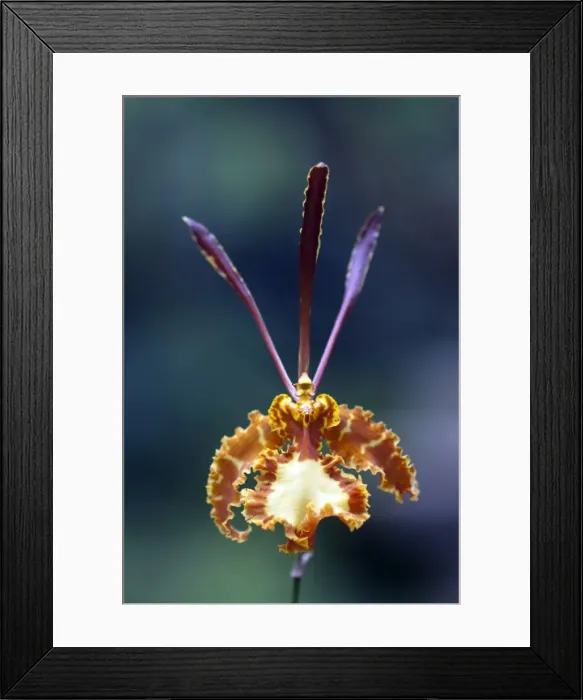 Framed Print : Picture No. 11675281 Framed Print : Picture No. 11675281