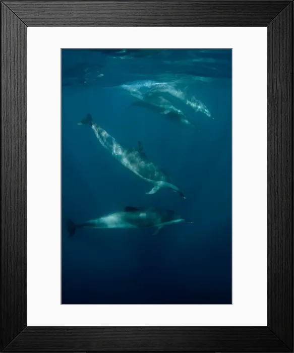 Framed Print : Picture No. 11675282 Framed Print : Picture No. 11675282