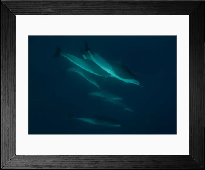 Framed Print : Picture No. 11675283 Framed Print : Picture No. 11675283