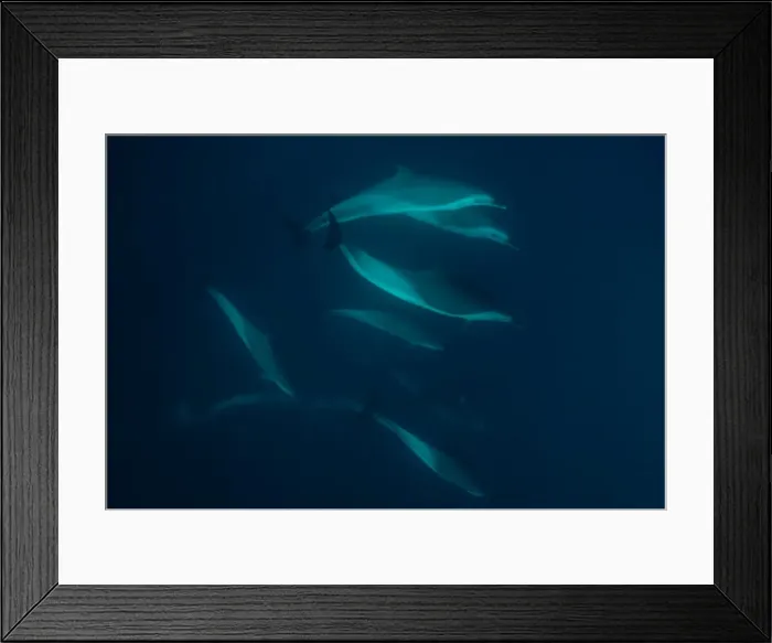 Framed Print : Picture No. 11675284 Framed Print : Picture No. 11675284