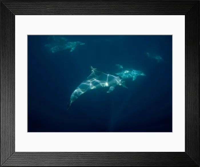 Framed Print : Picture No. 11675285 Framed Print : Picture No. 11675285