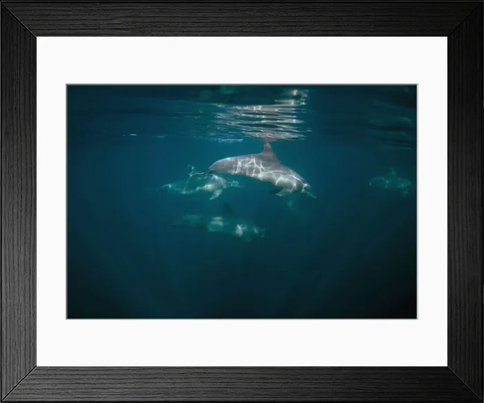 Framed Print : Picture No. 11675286 Framed Print : Picture No. 11675286