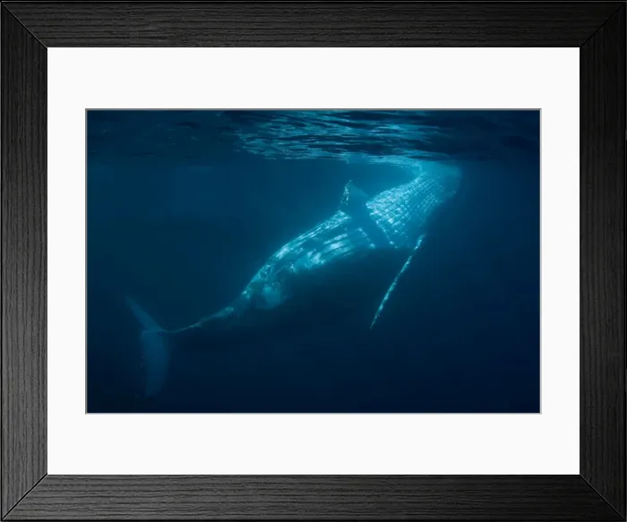 Framed Print : Picture No. 11675288 Framed Print : Picture No. 11675288