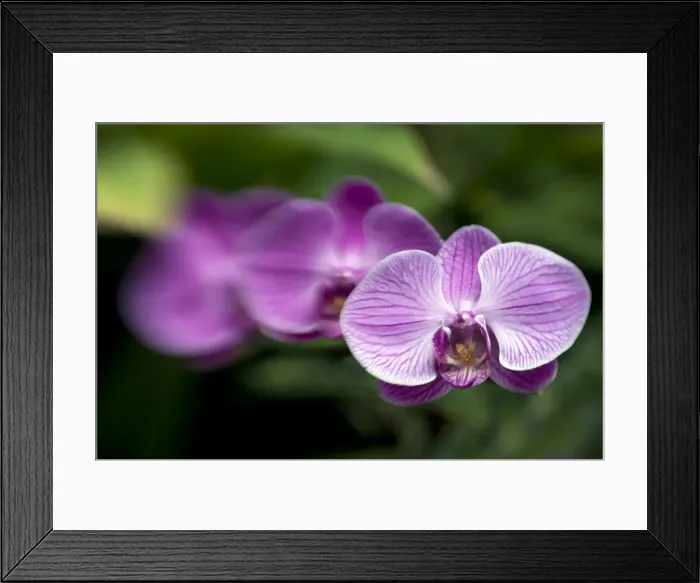 Framed Print : Picture No. 11675279 Framed Print : Picture No. 11675279