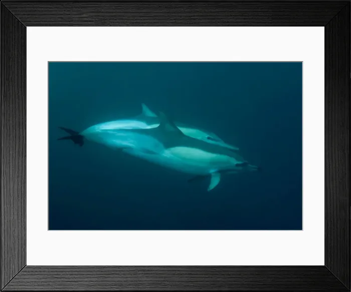 Framed Print : Picture No. 11675290 Framed Print : Picture No. 11675290