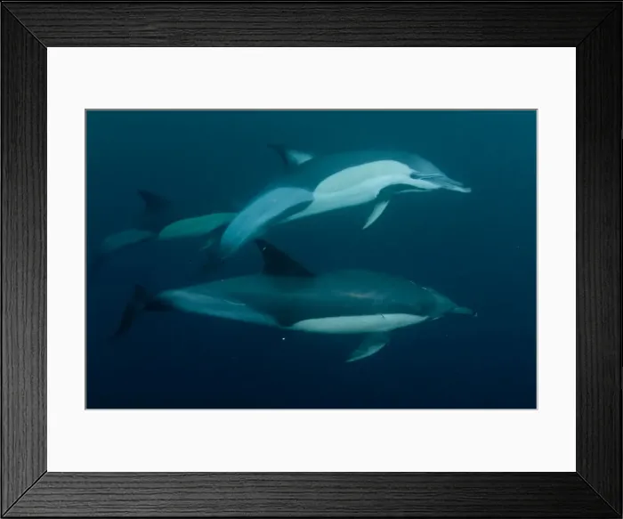 Framed Print : Picture No. 11675291 Framed Print : Picture No. 11675291