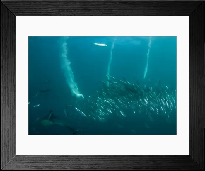 Framed Print : Picture No. 11675292 Framed Print : Picture No. 11675292