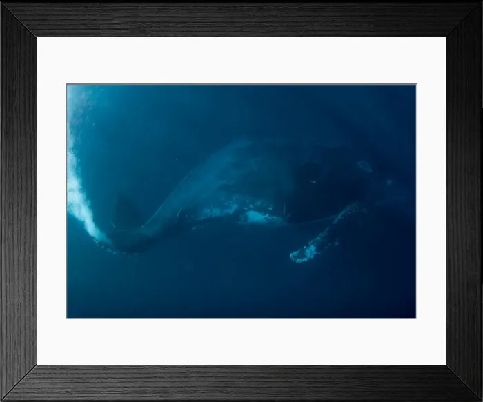 Framed Print : Picture No. 11675289 Framed Print : Picture No. 11675289