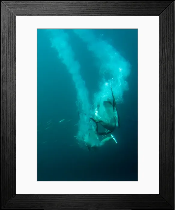 Framed Print : Picture No. 11675295 Framed Print : Picture No. 11675295