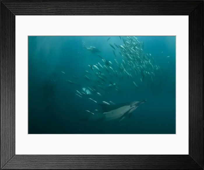Framed Print : Picture No. 11675298 Framed Print : Picture No. 11675298