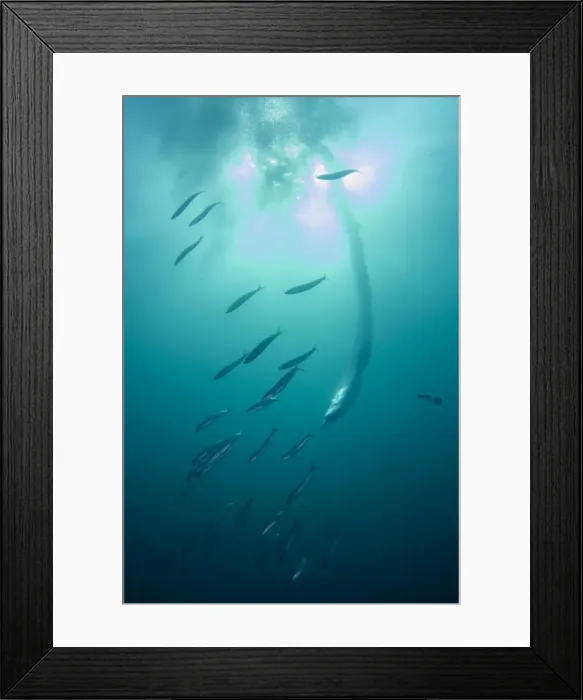 Framed Print : Picture No. 11675296 Framed Print : Picture No. 11675296